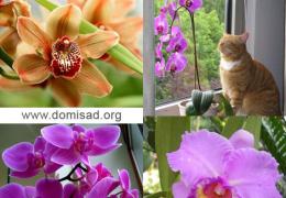 Как правильно ухаживать за орхидеями в домашних условиях